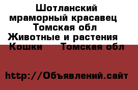  Шотланский мраморный красавец - Томская обл. Животные и растения » Кошки   . Томская обл.